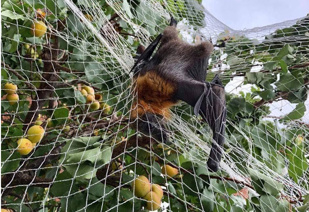 bat rescued fruit tree netting